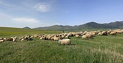 A shepard with a flock of sheep in the meadows. Kalotaszentkiraly.
